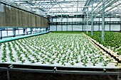 Vegetable seedlings. Lufa Farms. Montreal. Province of Quebec. Canada