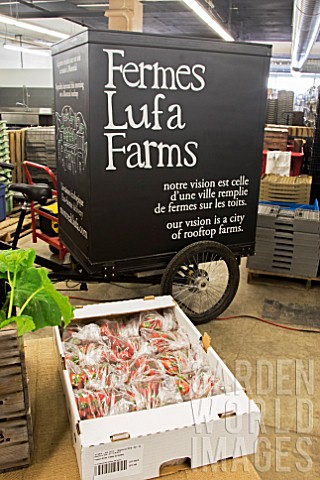 Strawberry_warehouse_order_preparation_Lufa_Farms_Montreal_Province_of_Quebec_Canada