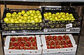 Apples and Strawberries prepared for sale to individuals. Lufa Farms. Montreal. Province of Quebec. Canada