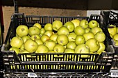 Apples prepared for sale to individuals. Lufa Farms. Montreal. Province of Quebec. Canada