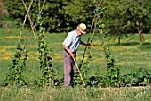 Senior citizen doing his garden