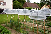 Umbrellas for protection in a vegetable garden