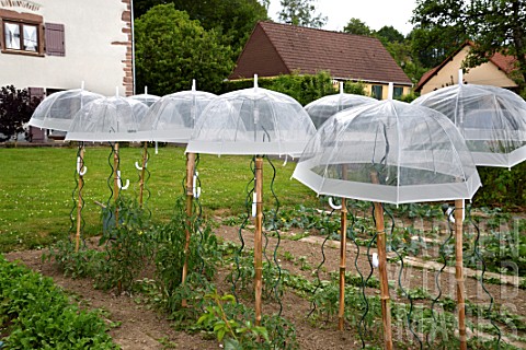 Umbrellas_for_protection_in_a_vegetable_garden