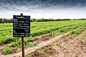 Carrot field with instructions written in French