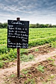 Carrot field with instructions written in French