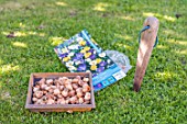 Planting crocus bulbs in a lawn