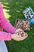 Planting crocus bulbs in a lawn