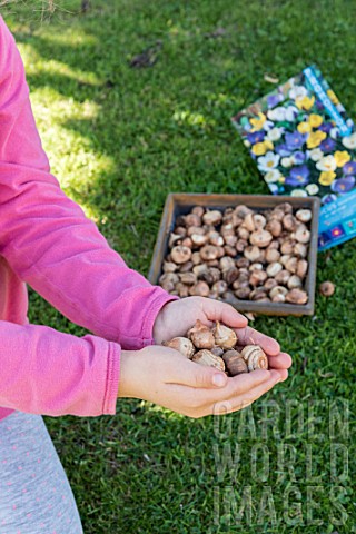 Planting_crocus_bulbs_in_a_lawn