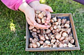 Planting crocus bulbs in a lawn