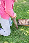 Planting crocus bulbs in a lawn