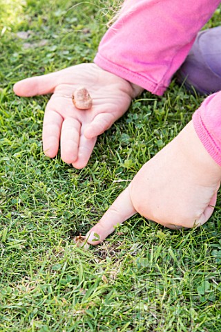 Planting_crocus_bulbs_in_a_lawn