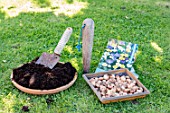 Planting crocus bulbs in a lawn