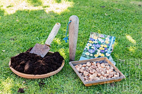 Planting_crocus_bulbs_in_a_lawn