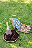 Planting crocus bulbs in a lawn