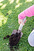 Planting crocus bulbs in a lawn