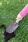 Planting crocus bulbs in a lawn