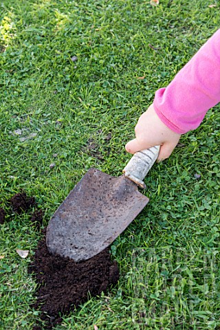 Planting_crocus_bulbs_in_a_lawn