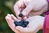 Blackberry picking