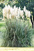 Cortaderia argentea in a garden