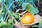 Pumpkin in a vegetable patch