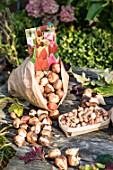 Bags of various bulbs for planting in autumn