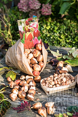 Bags_of_various_bulbs_for_planting_in_autumn