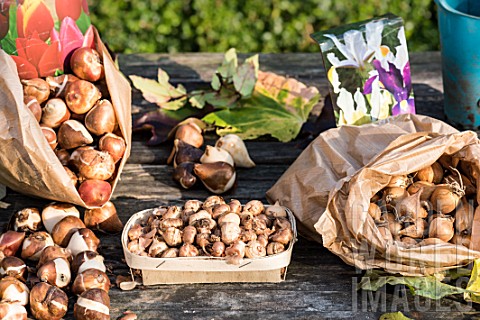 Bags_of_various_bulbs_for_planting_in_autumn