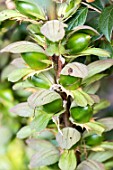 Cotoneaster fruit in a garden