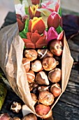 Tulip bulbs in a bag