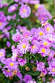 Aster Eventide