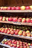 Crop of apple cultivars, stored in a fruit stand