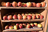 Crop of apple cultivars, stored in a fruit stand