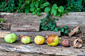 Mildew on Apple at different stages