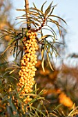 Hippophae sp. (Sea buckthorn) fruit