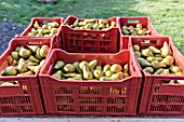 Pear Conference harvest in an orchard