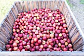 Apple Falstaff, crop in an orchard