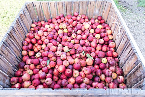 Apple_Falstaff_crop_in_an_orchard