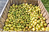 Golden apple harvest in an orchard