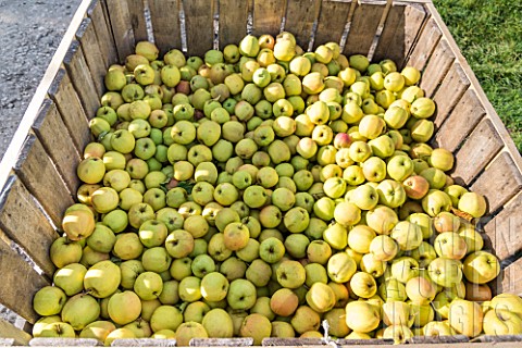 Golden_apple_harvest_in_an_orchard