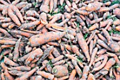 Harvesting organic carrot