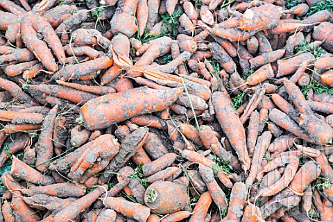 Harvesting_organic_carrot