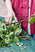 Taking and planting Rose bush cutting