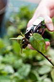 Taking and planting Rose bush cutting