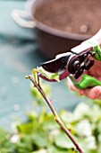 Taking and planting Rose bush cutting