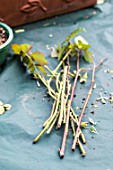 Taking and planting Rose bush cutting