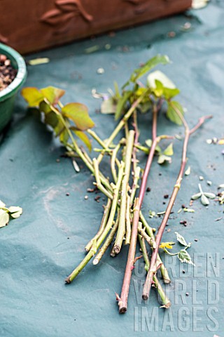 Taking_and_planting_Rose_bush_cutting