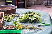 Taking and planting Rose bush cutting