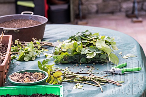 Taking_and_planting_Rose_bush_cutting