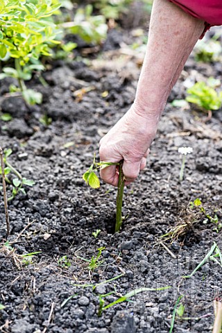 Taking_and_planting_Rose_bush_cutting