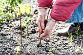 Taking and planting Rose bush cutting